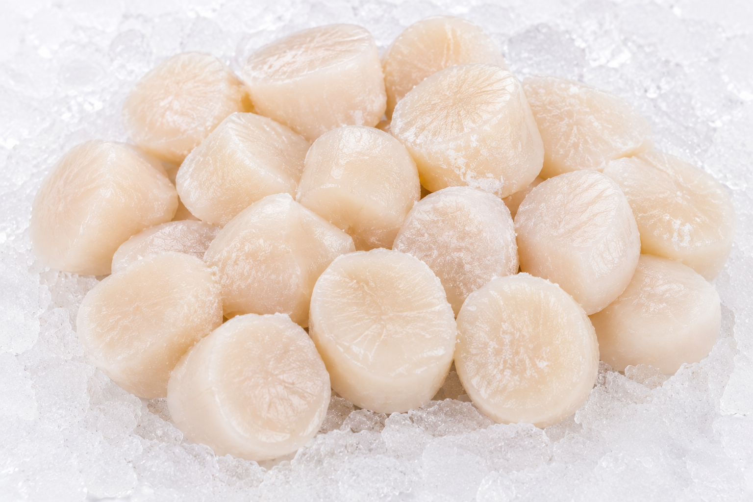 Scallops