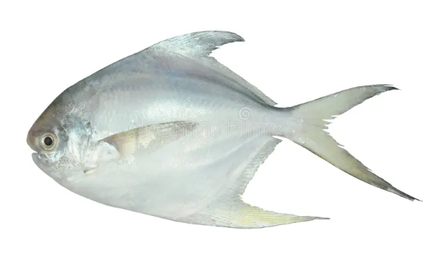 White Pomfret